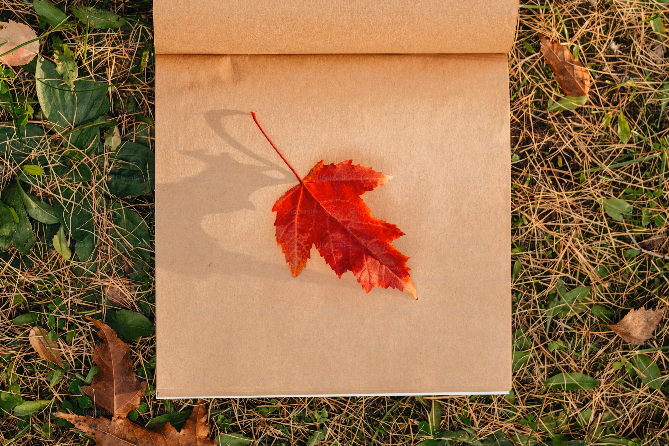En uppslagen bok utan text på sidan med ett rött löv som ligger på gräset